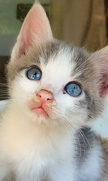 Pisoi spre adoptie