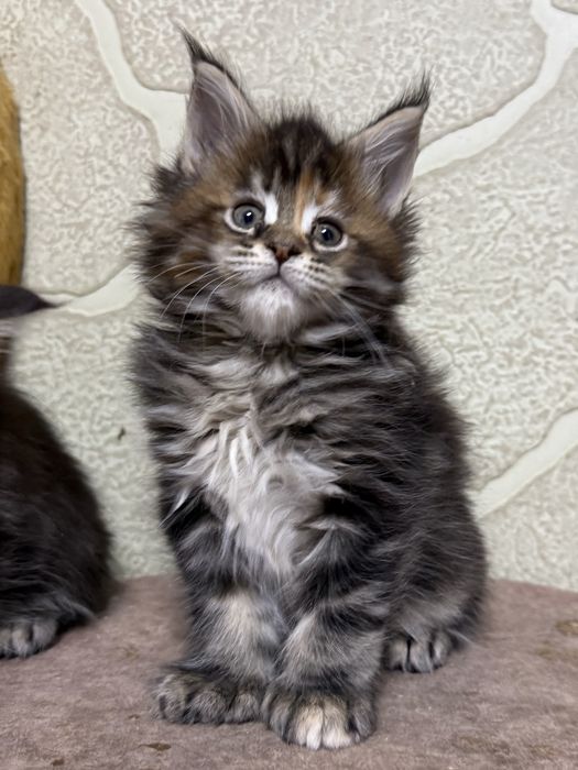 котята мейнкун из питомника