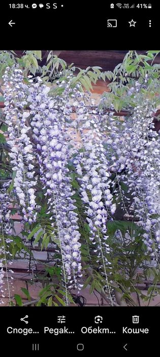 Продавам вкоренени резници на глициния (Wisteria sinensis)