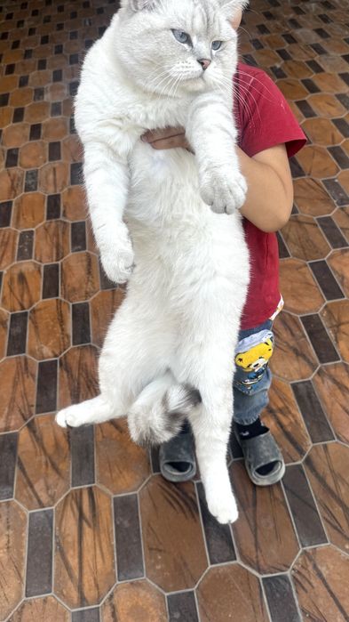 British Shorthair Chinchilla