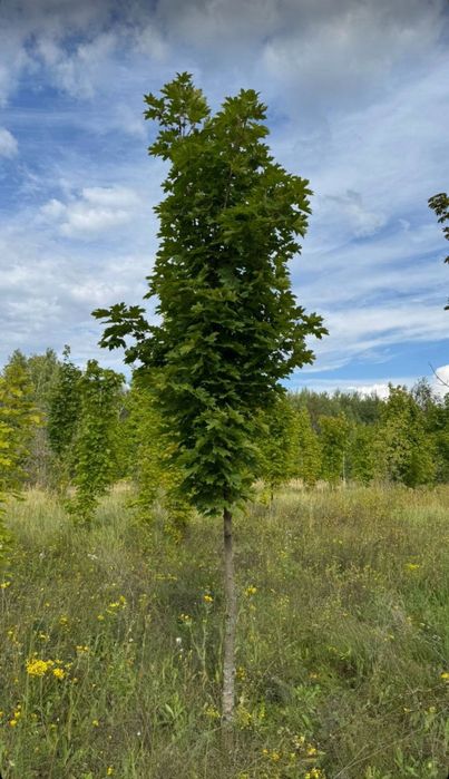 Саженцы ель Тополь яблони