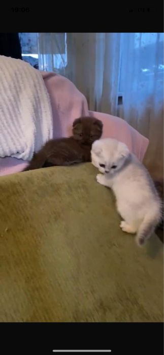 Британские котята