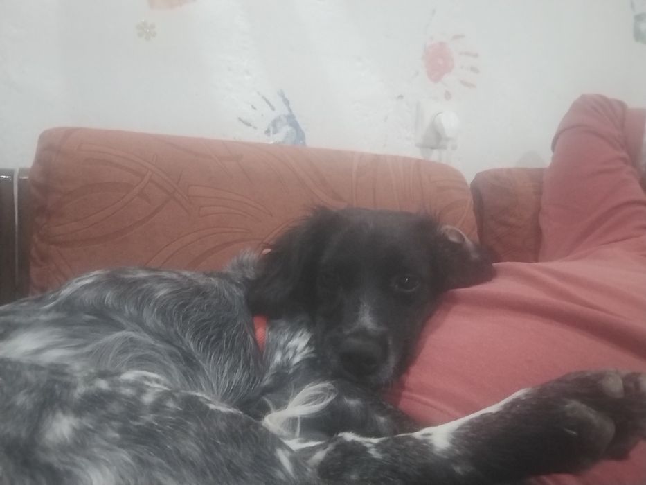 Куче бретон шпаньол женско подарява