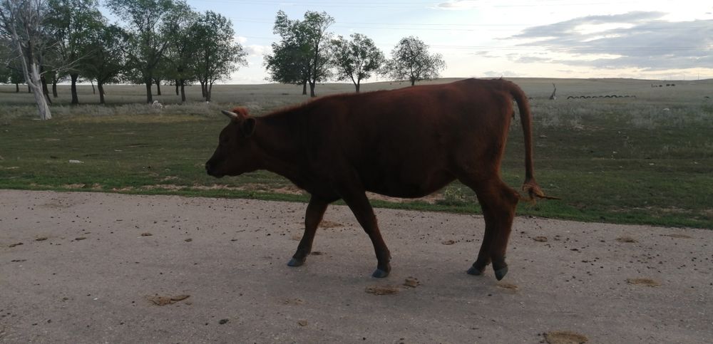 Семиз бука. Тайынша. Сатамин