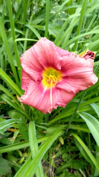 Лилейники сортовые