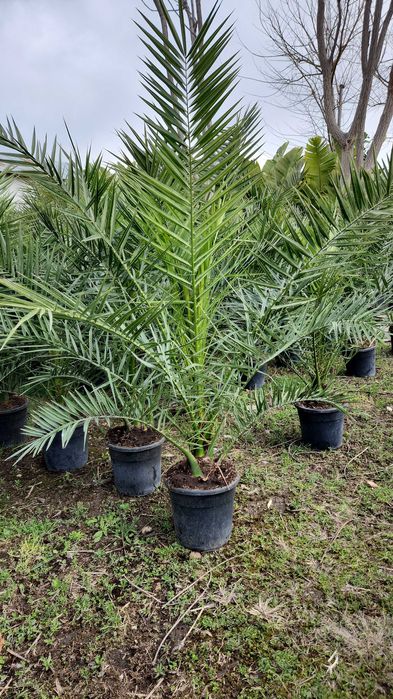 Palmieri rezistenti la ger aclimatizati