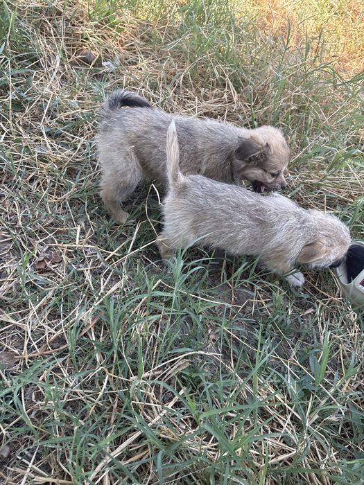 Dau catei spre adoptie
