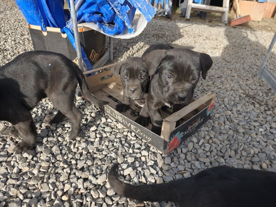 Кане корсо момчета и момичета