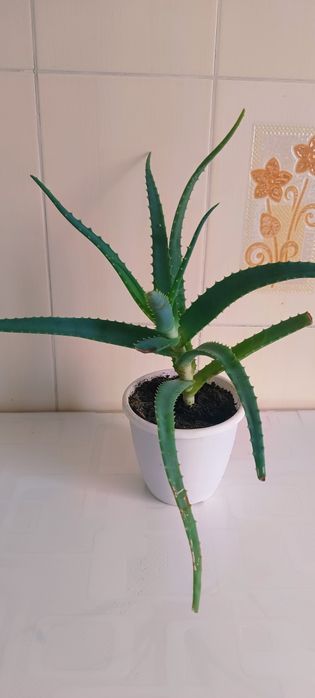 Комнатные цветы в горшках