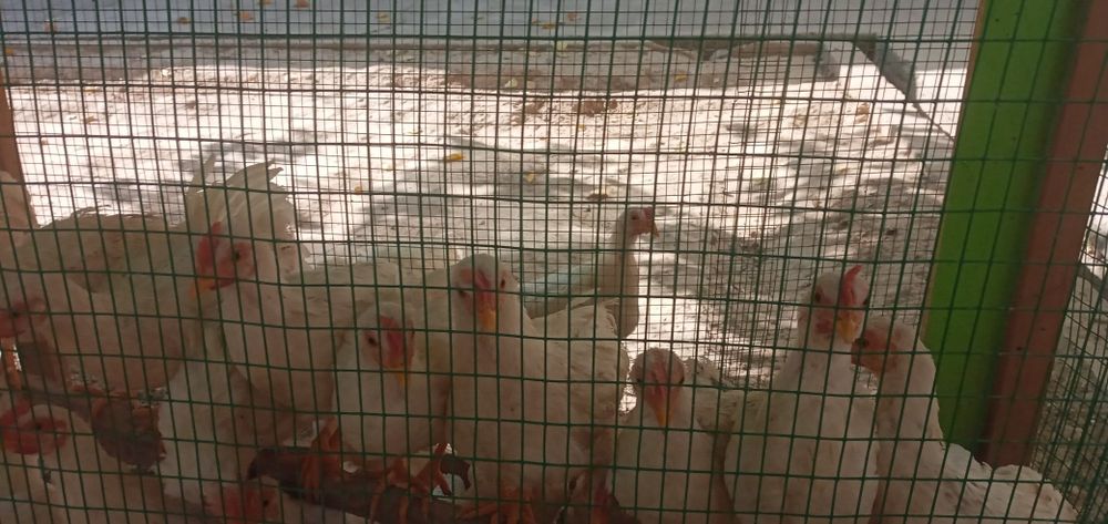 Soģlom tovuq, xoroz, jojalar sotiladi