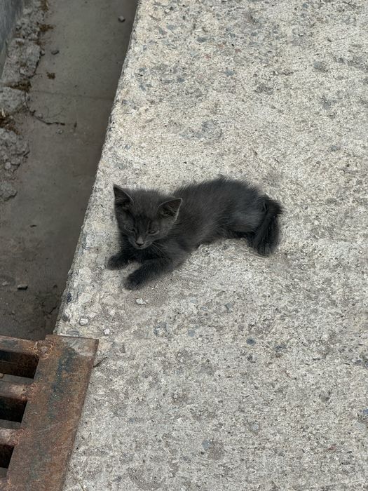 Отдам котят в хорошие руки