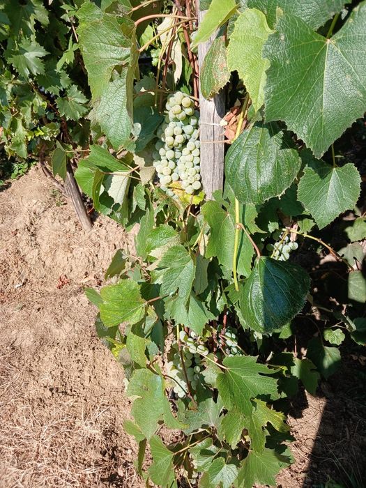 Struguri albi    3,5 lei/kg