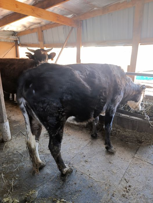 Продам корову с теленком