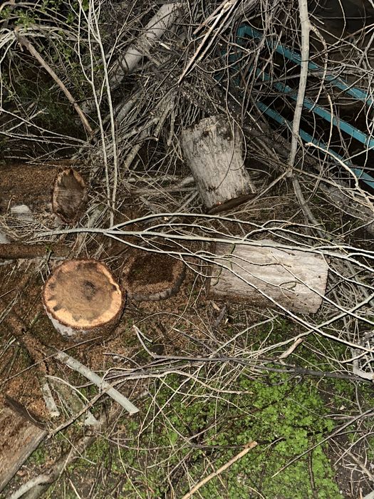 Ағаш алатындар, ағаш қабылдайтындар