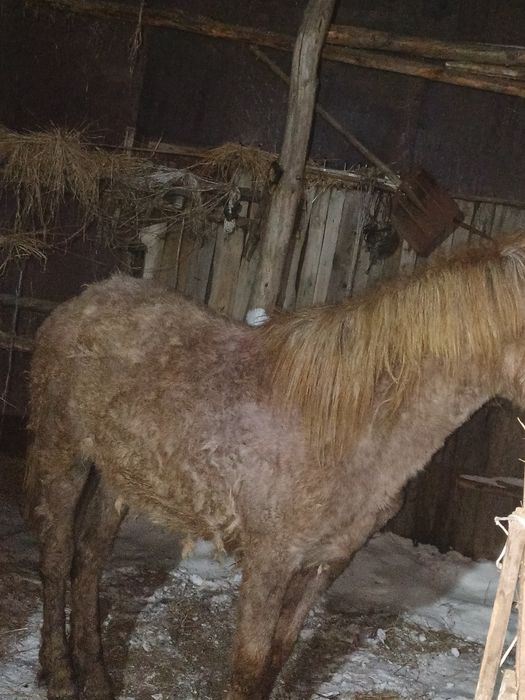 Откорм тай ұрғашы