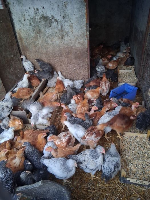 Pui rasa mixta  1.2/1.3 kg cu certificat de sănătate