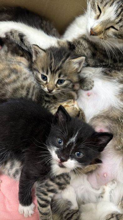 котёнок-животные