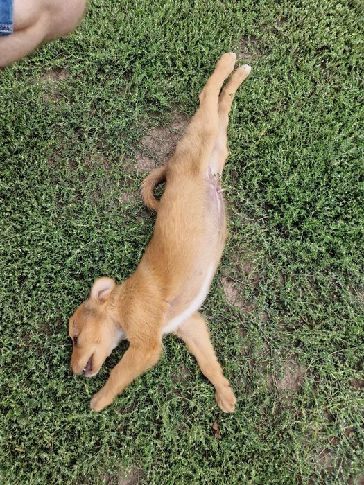 SPRE ADOPȚIE – Cățeluș de talie mică