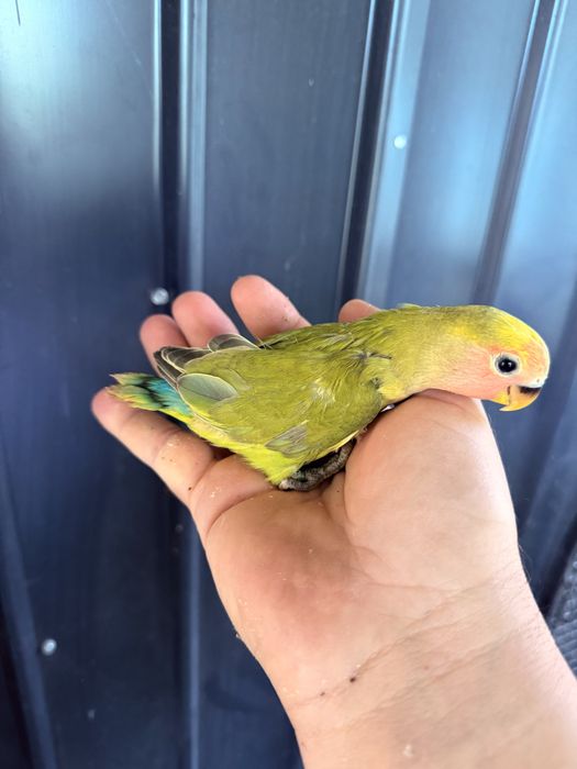 Papagali agapornis puiuti foarte blanzi amorezi agaponis