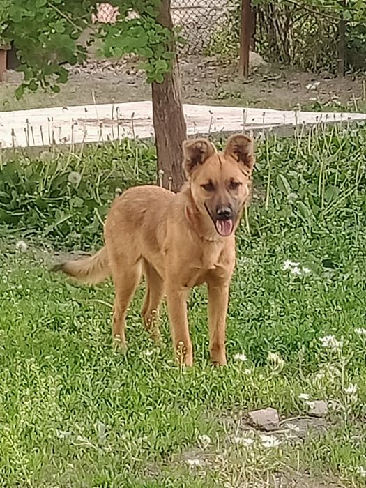 Отдам в хорошие руки