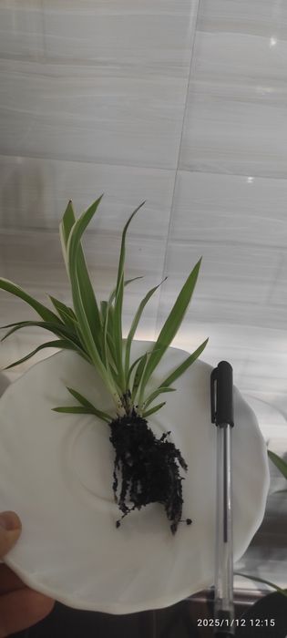 Хлорофитум укоренённые отростки