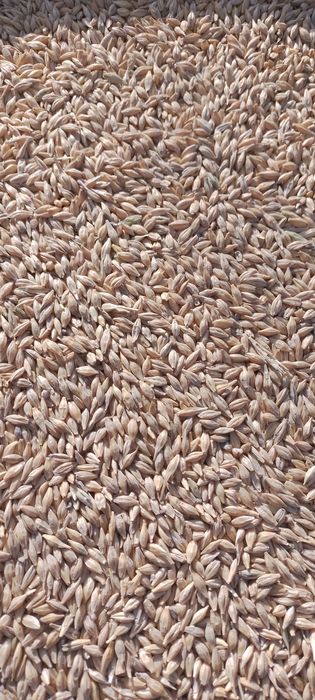 Сербия арпаси уруглик. 50 60 центнер хосил беради ётиб колмайди Бухоро