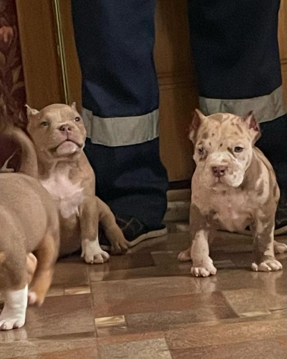 Американский булли