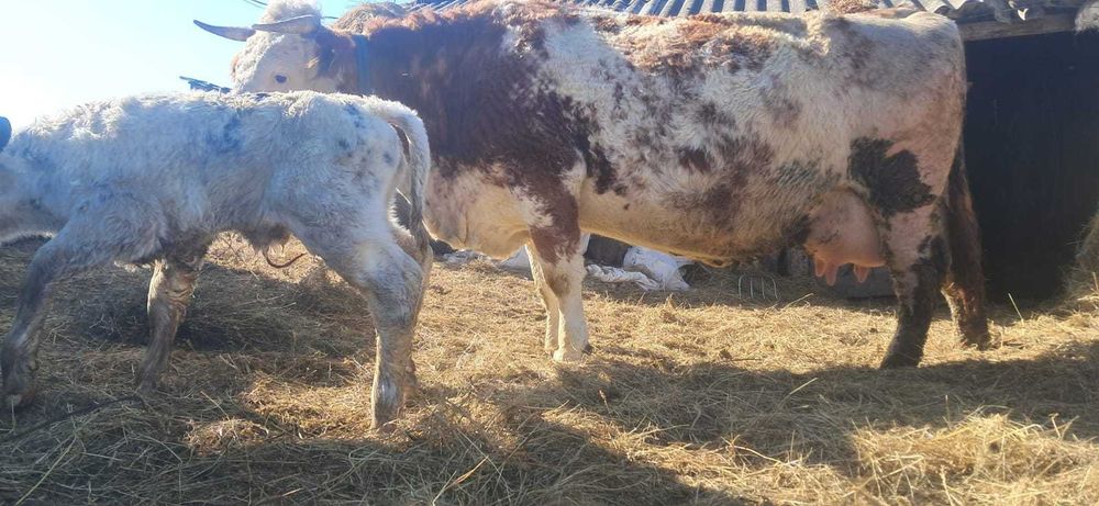 Vacă cu vitel belgian mascul