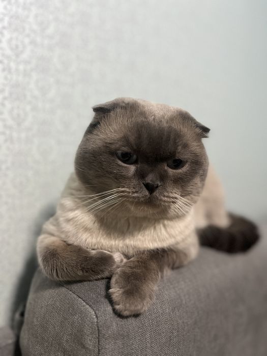 Кот ищет кошку для вязки