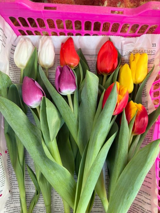 Тюльпаны из местной теплицы к 8 марта