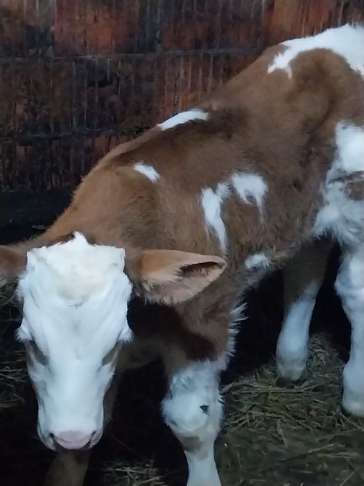 Vând viței baltati