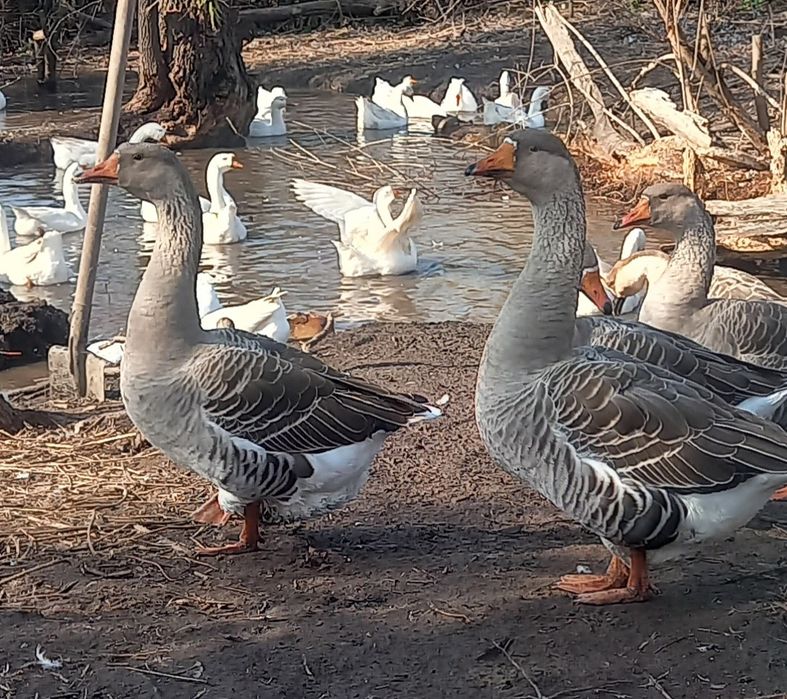 Гусята гусята гусята