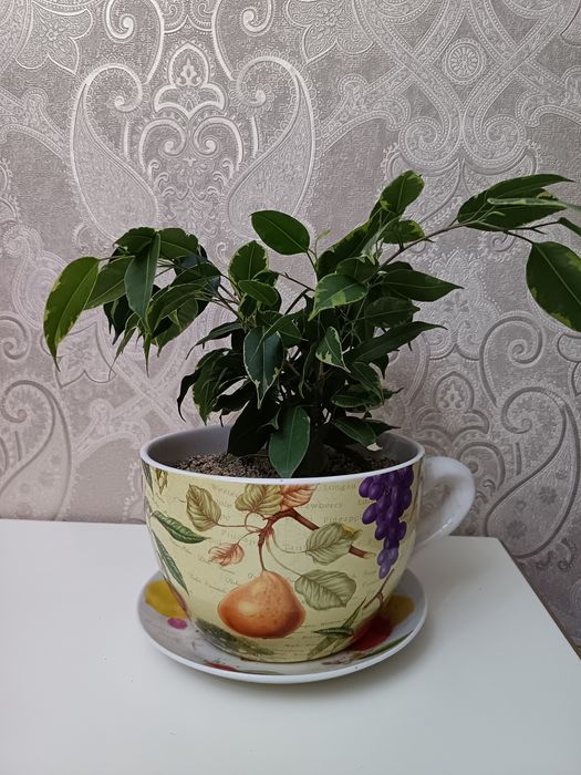 Фикус бенджамина