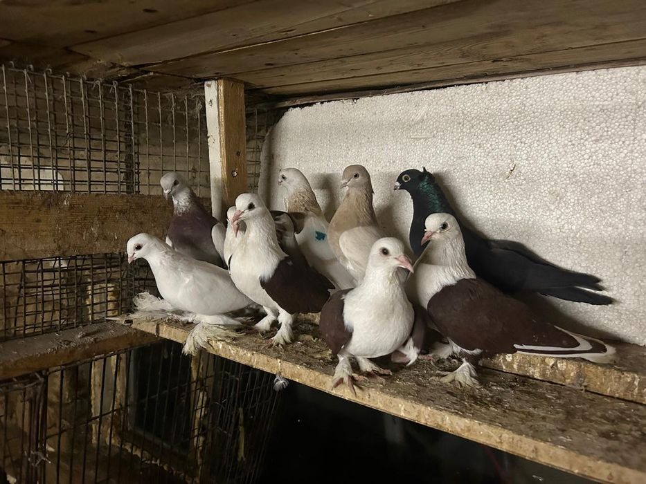 Продам краснобоких парных голубей