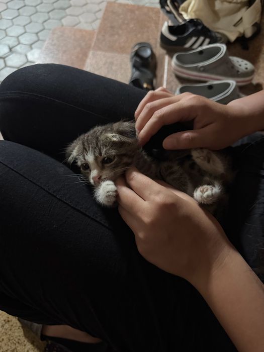 котенок девочка отдам