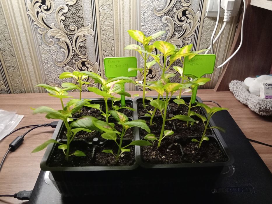 Сеянцы Коллеусов