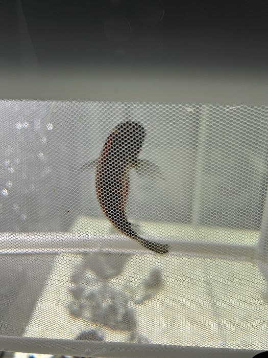 Трофеус Мура молиро