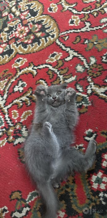 Скотиш страйт и фоллд