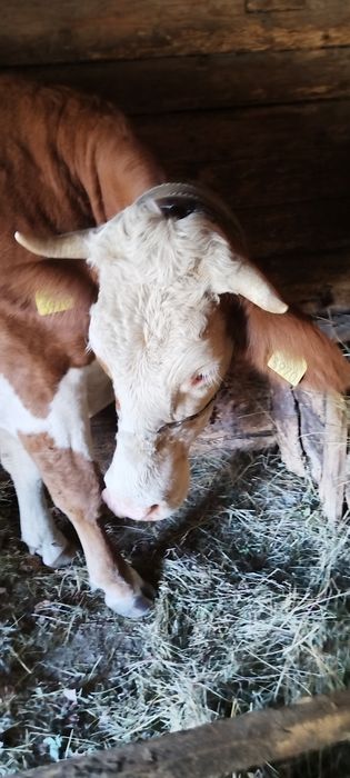 Vaca tinara de vânzare