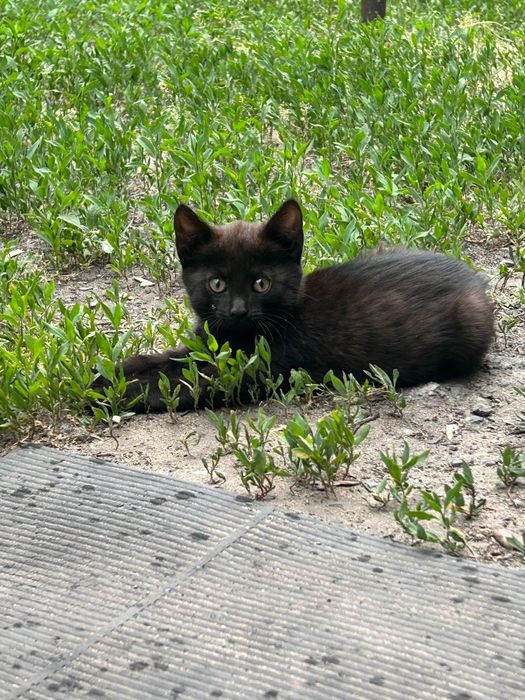 Котята в хорошие руки