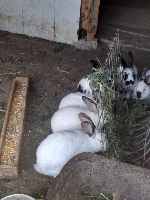 Продавам домашни зайци