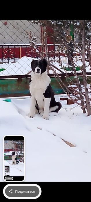 Продается Тобет