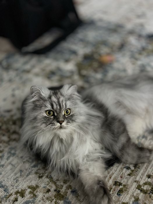 Отдам кота в добрые руки