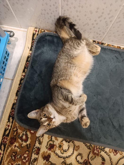 Отдам кошку бесплатно