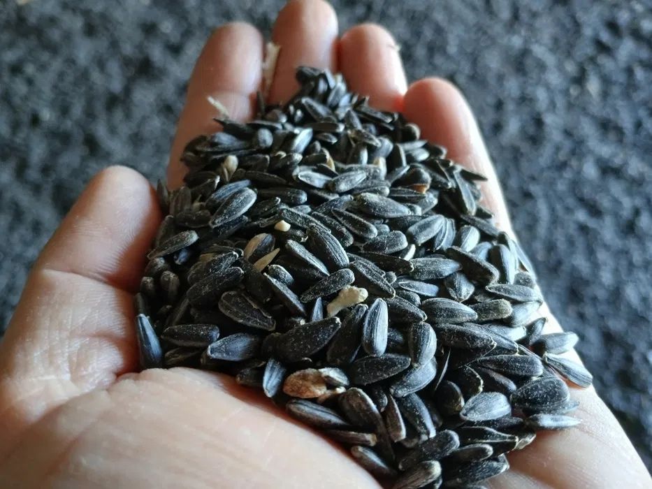 Vand Floarea Soarelui Recolta 2025