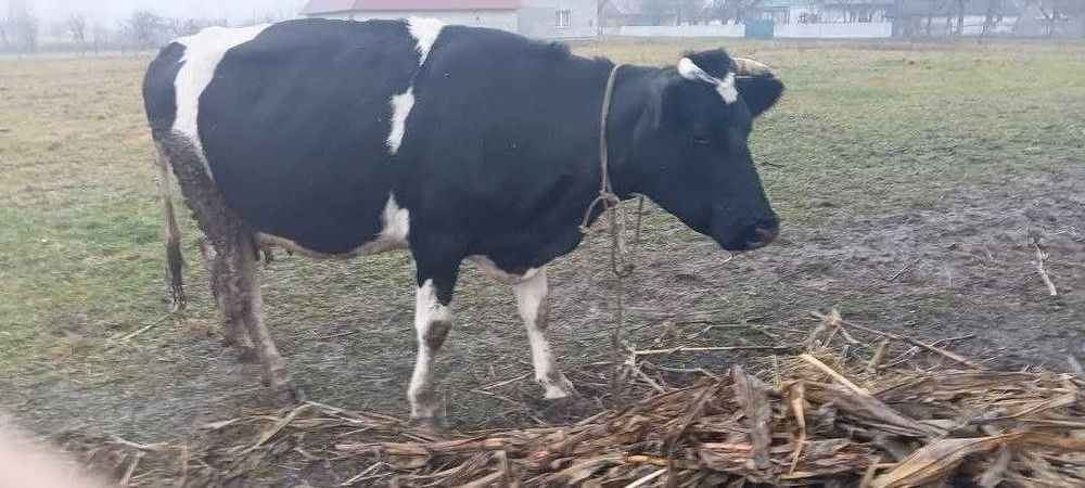 Сиыр безумен корова с теленком