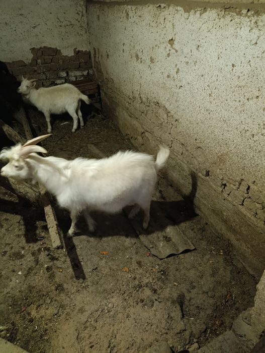 Продаются козы самец и самка