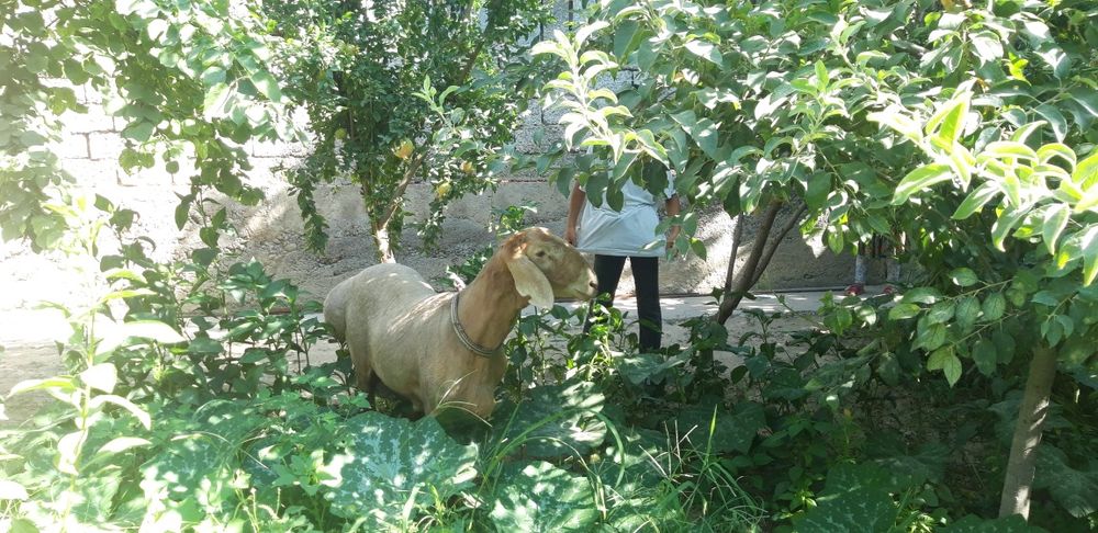 Кучкортойла Эхсон,Акика ва хкзо суйишга таййор куйла .