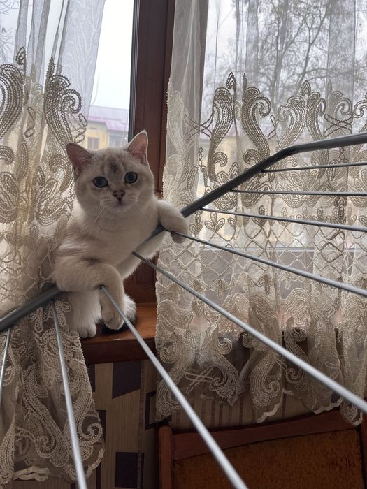 Котенок ,домашний ,шиншила поинт ,8 месяцев , продается породистый кот