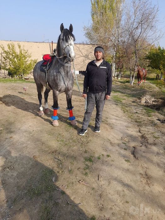 Qora bayir ot sotiladi